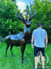 Stag metal sculpture